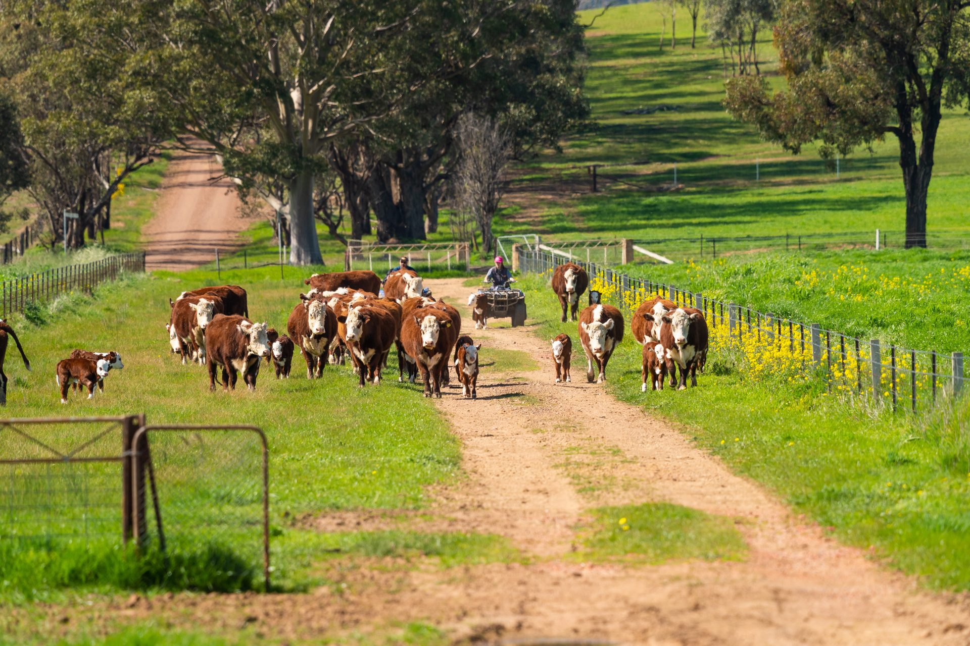 Elders Rural Real Estate North East Victoria and Southern Riverina